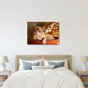 Obraz na szkle kota w doniczce (70x50 cm)