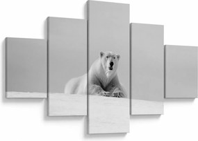 Obraz - Niedźwiedź polarny, czarno - biały (125x70 cm)