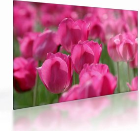 Obraz na szkle - Różowe tulipany (70x50 cm)