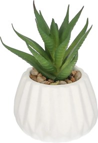 Dekoracja Agawa 12cm