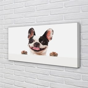 Obraz drukowany na płótnie Portret Psa