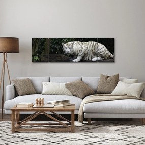 Obraz - Tygrys albinos (170x50 cm)