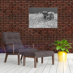 Obraz - Szkocka krowa 5, czarno - biały (70x50 cm)