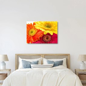 Obraz na szkle - Kwiaty Gerbery (70x50 cm)
