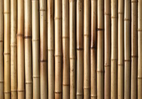 Fototapeta - Bambusy (196x136 cm)