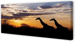 Obraz drukowany na płótnie Żyrafy, Drzewa i Chmury