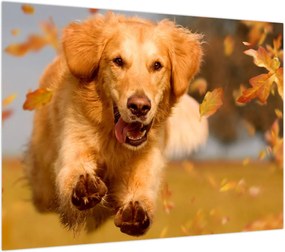 Obraz na szkle - Golden Retriever (70x50 cm)