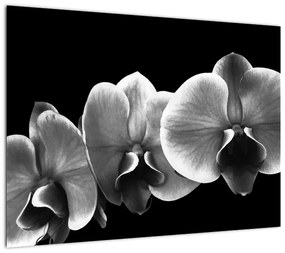 Obraz na szkle kwiatu orchidei (70x50 cm)