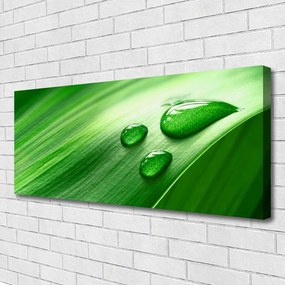 Duży obraz na płótnie Perlista Rosa na Liściu