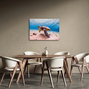 Obraz żółwia w oceanie (70x50 cm)