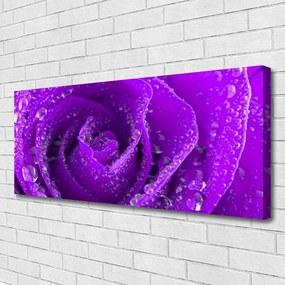 Obraz na płótnie Aksamitna Róża w Rozkwicie