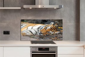 Szklany Panel Odpoczywający Tygrys