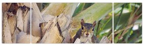 Obraz wiewiórki na drzewie (170x50 cm)