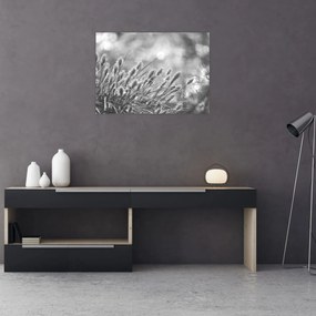 Obraz na szkle - Beżowa miękka trawa N⁰1 (70x50 cm)