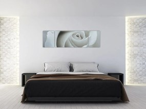 Obraz - Biała róża (170x50 cm)