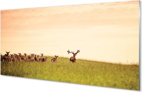 Panel nad Blat Kuchenny Stado Jeleni o Poranku