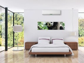 Obraz - Panda na drzewie (170x50 cm)
