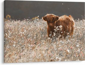 Obraz - Szkocka krowa w kwiatach (70x50 cm)