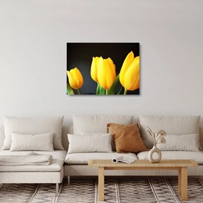 Obraz na szkle - tulipany (70x50 cm)