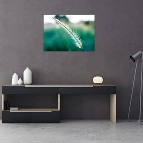 Obraz źdźbła trawy (70x50 cm)