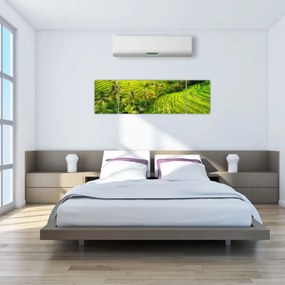 Obraz - Pola ryżowe (170x50 cm)