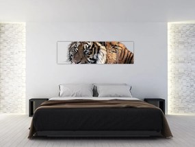 Obraz tygrysa (170x50 cm)