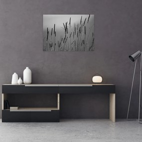 Obraz na szkle - źdźbła trawy (70x50 cm)