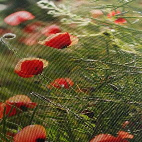 Obraz maków (125x70 cm)