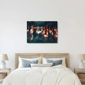 Obraz stada flamingów (70x50 cm)