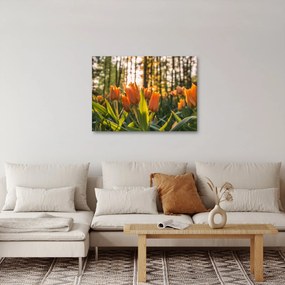 Obraz - pomarańczowe tulipany (70x50 cm)