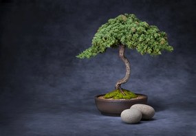Fototapeta - Bonsai (196x136 cm)