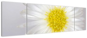 Obraz - Margarita (170x50 cm)