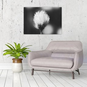 Obraz - Czarno-biała trawa bawełniana (70x50 cm)