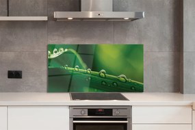 Panel szklany do Kuchni Źdźbło Trawy z Kroplą Rosy