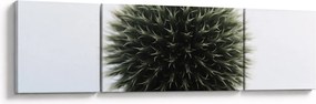 Obraz kuli kwiatowej (170x50 cm)