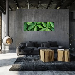Obraz - Liście z kroplami rosy (170x50 cm)
