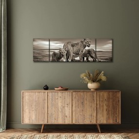 Obraz czarno - białych lwów (170x50 cm)