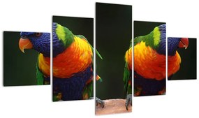 Obraz papug (125x70 cm)