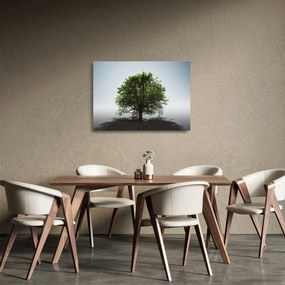 Obraz na szkle - Samotne drzewo (70x50 cm)