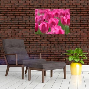 Obraz na szkle - Różowe tulipany (70x50 cm)