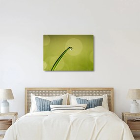 Obraz na szkle - krople wody na trawie (70x50 cm)