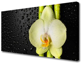 Obraz Canvas Bambus Kwiaty Orchidea