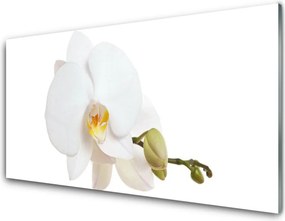 Panel Szklany do Kuchni Subtelny Akcent Botaniczny