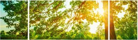 Obraz - Słoneczny Las (170x50 cm)