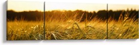 Obraz zroszonej trawy (170x50 cm)