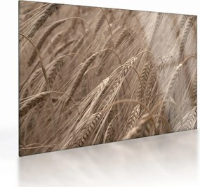 Obraz na szkle - Złote pole (70x50 cm)