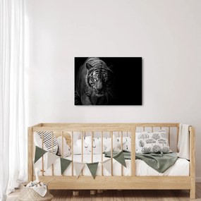 Obraz dzikiego tygrysa (70x50 cm)
