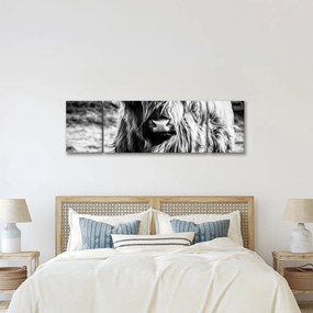 Obraz - Highland - szkocka krowa (170x50 cm)