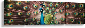 Obraz - Paw (170x50 cm)