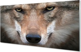 Panel Kuchenny Szklany Intensywne Oczy Wilka